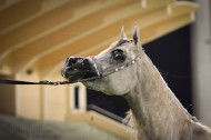 المهرجان التحضيري الثاني لجمال الخيل العربية في البحرين ينطلق في 20 يونيو