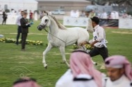 تأجيل إقامة البطولة الوطنية العاشرة لجمال الخيل العربية الأصيلة بمحافظة الأحساء لعام ٢٠١٩م