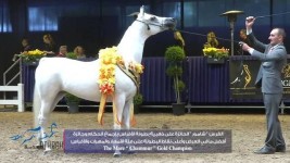 بذهبية كأس توليب الجميلة (شامور) تفتتح أولى انجازات مربط عذبه في الموسم الأوربي «فيديو»