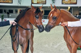 مربط دبي يتوعد بطولات الموسم الأوروبي بأجمل الخيول