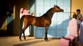 توجيهات بنقل إسطبلات الخيل من الجنادرية خلال 18 شهراً