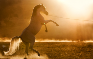 Heat Waves, Pollen Could Worsen Equine Asthma Signs