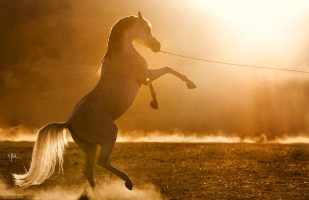 Heat Waves, Pollen Could Worsen Equine Asthma Signs