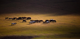 Charges Dismissed in Vermont Arabian Horse Cruelty Case