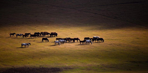 Charges Dismissed in Vermont Arabian Horse Cruelty Case