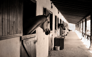 Opposition to relaxing quarantine rules on Saudi Arabian horses