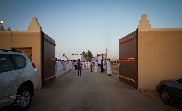 Auction of Jenadriyah Stud Succeeds: Sales over 5 millions SR