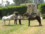 مدرسة لمهن الخيل ومستشفى دولي لرعاية الأفراس.. ضمن خطة نقل محطة الزهراء للخيول