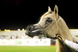 البطولة الوطنية السابعة لجمال الخيل العربية الأصيلة تقام بالأحساء في ابريل المقبل