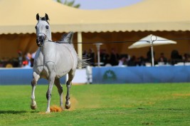الغملاس: “قديماً كان الاهتمام في اقتناء الخيل العربي لقوته في الحروب وتحمله والخصال الحميدة في طباعه وجماله الجذاب”