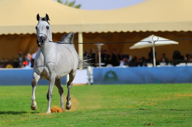الغملاس: “قديماً كان الاهتمام في اقتناء الخيل العربي لقوته في الحروب وتحمله والخصال الحميدة في طباعه وجماله الجذاب”