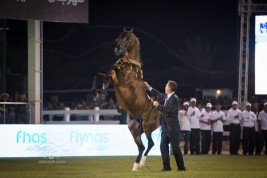 مزرعة الخالدية تتيح التشبية مجاناً من «١٩» فحلاً من الخيول العربية لموسم ٢٠١٦