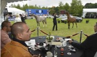 Bruges Arabian Horse Event attracts wealthy people back to Bruges