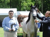 (عذبة) و (المحمدية) يختالون بذهب بلجيكا ببطولة «بروج» الدولية لجمال الخيل العربية الأصيلة
