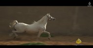 فيلم وثائقي: الحصان العربي.. هدية الصحراء الأصيلة