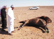 «الزراعة» تواجه تفاقم «نفوق الخيول» بجولات تفتيشية على نوادي الفروسية