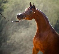 علم التحكيم .. الريادة للعرب  (الجزء الخامس)