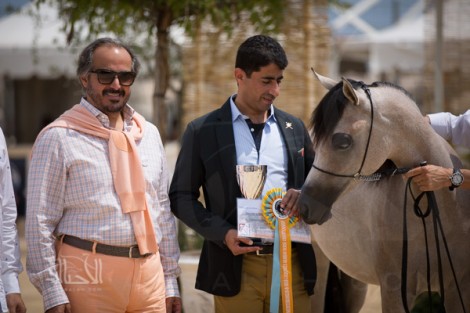 المرابط الخليجية «بإنتاجها» تستحوذ على جوائز بطولة منتون ٢٠١٤ لجمال الخيل العربية بفرنسا (صور و نتائج)