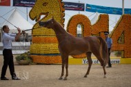 غدا.. تنطلق بطولة منتون الدولية لجمال الخيل العربية 2017 بفرنسا – الجدول