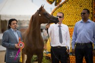 «الخالدية» تحرز الذهبية الرابعة في جمال الخيل العربية في بطولات أوربا