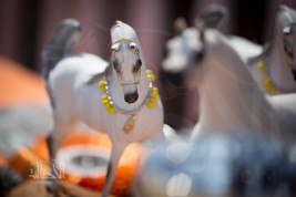 Photo gallery from the final day Menton Arabian Horses championship 2014