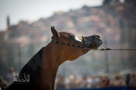 بطولة منتون الدولية ٢٠١٥ لجمال الخيل العربية الأصيلة بالأرقام! “انفوجرافيكس”
