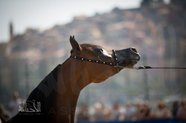 بطولة منتون الدولية ٢٠١٥ لجمال الخيل العربية الأصيلة بالأرقام! “انفوجرافيكس”