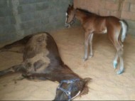 زراعة القصيم: تنفي انتشار مرض خناق الخيل في المنطقة والتحاليل ستؤكد أسباب النفوق