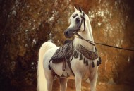 لنركبها وزينة!