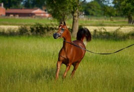 الخيل في القرآن