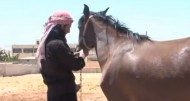 فيديو : عودة تربية الخيول العربية الأصيلة لريف إدلب