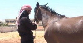 فيديو : عودة تربية الخيول العربية الأصيلة لريف إدلب