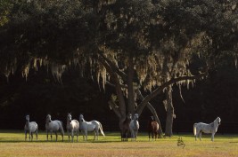 مرض التيتانوس في الخيول