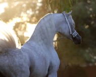 coat color genetics: part II