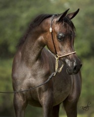 وقفات مع تدريب الأمهار