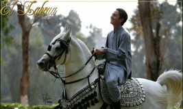 الفساد يرقص فى محطة الزهراء للخيول .. ومصر تخسر الملايين بسبب توقف التصدير والعضوية الدولية مهددة بالتعليق