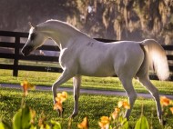 The Tale of a Horse – El Nabila B