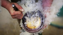 حذوة الخيل: فن وتخصص وموضة وتصاميم متعددة بعالم الفروسية