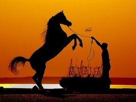 دراسة: تربية الخيول تخفف من أعراض الزهايمر