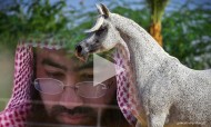 فيديو: الشيخ نبيل العوضي قصص رائعة عن الخيل