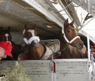 الاتحاد للشحن يطلق خدمة “سكاي ستابلز” لنقل الخيول جوا