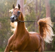 مربط المحمدية يحقق ذهبية المهرات في بطولة كندا لجمال الخيل العربية