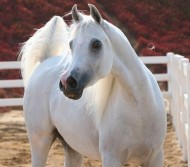 الحمل والولادة في الخيول .. متابعة وترقب – الجزء الثالث