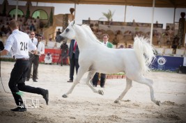 مقتطفات من بطولة كأس منتجي الخيل العربية الثالثة لجمال الخيول العربية ٢٠١٤