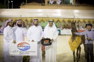 مربط غرناطة يخطف بطولة المواليد بذهبيتين وبرونز ضمن فعاليات بطولة كأس منتجي الخيل العربية الثالثة ٢٠١٤