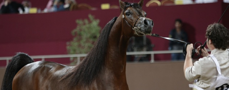 كحيل ومروان “الشقب” يحصدان الذهب وتتويج خليجي بالألقاب