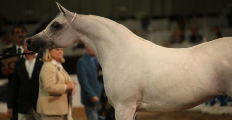 نتائج بطولة دبي الدولية للخيل العربية الاصيلة ٢٠١١ بالصور