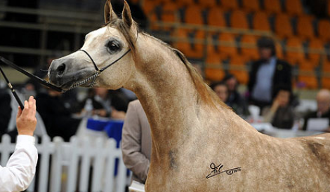 نتائج بطولة (ولس) الدولية ٢٠١١ “A” بالصور