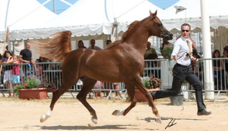 أصايل الخالدية تحصد ألقاب الجمال في مونتون الفرنسية2011