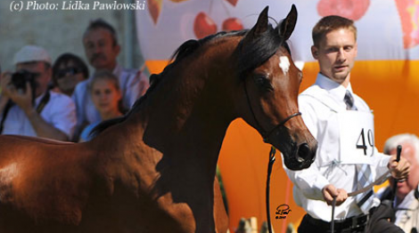 The Polish Arabian Junior Spring Show